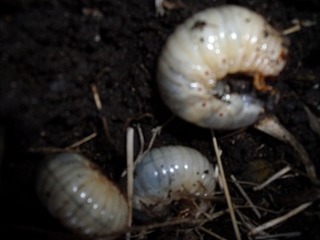 DSCF1150.jpg