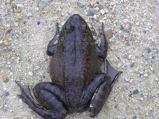 DSCF1172.jpg